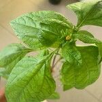 Eleutheranthera ruderalis Frunză