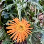 Gerbera jamesonii Flower