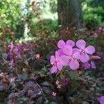 Centradenia inaequilateralis Flor