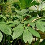 Amorphophallus titanum Blad