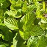 Mentha × piperitaFuelha