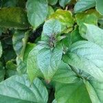 Clerodendrum splendens Blatt