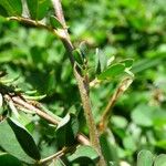 Indigofera hendecaphylla Bark