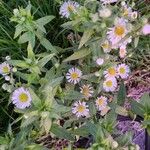 Erigeron speciosus പുഷ്പം