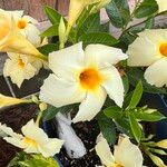 Mandevilla boliviensis Kvet