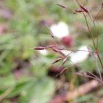 Agrostis pilosula Blomma
