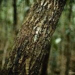 Calophyllum caledonicum Rhisgl