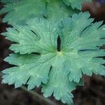 Geranium platypetalum Leht