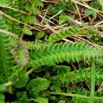 Pedicularis oederi Листок