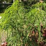 Peucedanum officinale Yaprak