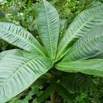 Mangenotiella stellata Leaf