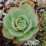 Aeonium haworthii Листок