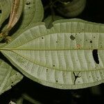 Miconia rubescens List