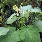 Solanum jamaicense Λουλούδι