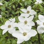 Cornus nuttallii പുഷ്പം