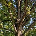 Quercus frainetto Агульны выгляд