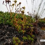 Saxifraga tricuspidata অন্যান্য