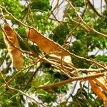 Albizia lebbeck ഫലം