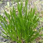 Allium angulosum Habit