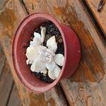 Echeveria laui Hoja