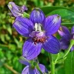 Delphinium staphisagria Kukka