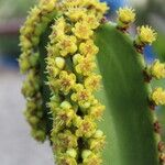 Euphorbia ingens Квітка
