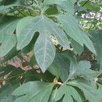 Sassafras albidum Leaf