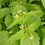 Galinsoga quadriradiata Flower