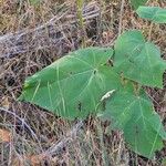 Paulownia tomentosaЛист