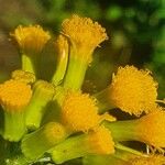 Crassocephalum montuosum Flower