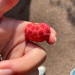 Cornus kousa Fruit