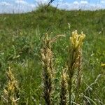 Astragalus asper Flower