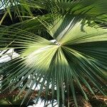 Livistona speciosa Hoja