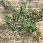 Chamaecyparis thyoides Leaf