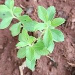 Stevia rebaudiana Ліст