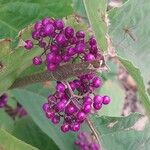 Callicarpa americana Fruit