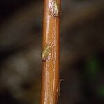 Selaginella vogelii Іншае