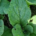 Borago officinalisHostoa