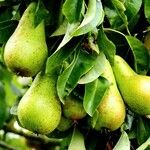 Pyrus communis Frukto