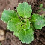 Saxifraga umbrosa Folla