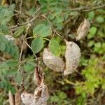 Colutea arborescensBlatt