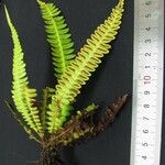 Blechnum polypodioides অন্যান্য