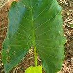 Alocasia macrorrhizos Folha