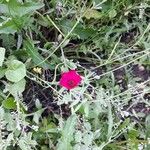 Linum grandiflorum Flower