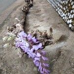 Wisteria sinensis Агульны выгляд