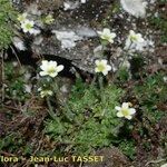 Saxifraga muscoides Habitus