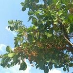 Cordia myxa Leaf