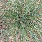 Festuca glauca Blad