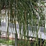 Beaucarnea recurvata ᱥᱟᱠᱟᱢ