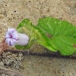 Ipomoea pileata Kwiat